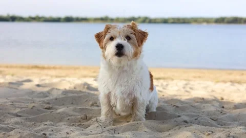 Wirehaired Jack Russell standing on the lake shore. Pet at sea. Dog walking on a Stock Footage 317001952