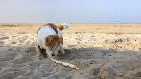Wirehaired Jack Russell standing on the shore of a lake. Pet at sea. Dog burying Stock Footage 317001861
