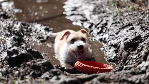 Wirehaired Jack Russell Terrier in the spring forest. Dog in a dirty puddle. Pet Stock Footage 306693213