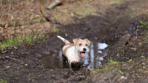 Wirehaired Jack Russell Terrier in a spring forest. The dog stands in a muddy pu Stock Footage 306693447