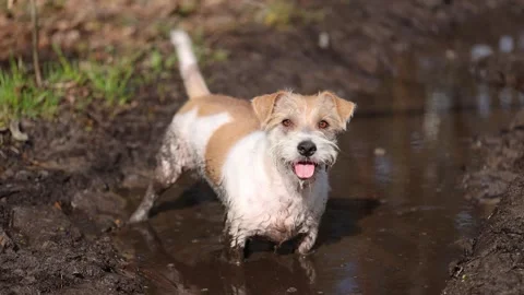 Wirehaired Jack Russell Terrier in a spring forest. The dog stands in a muddy pu 스톡 동영상 306693546