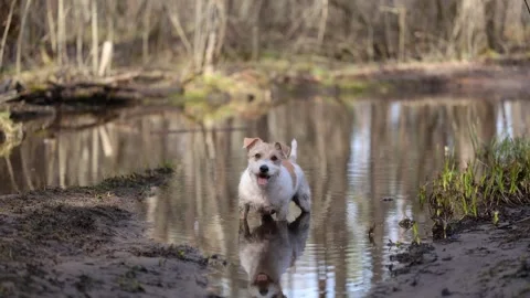 Wirehaired Jack Russell Terrier in a spring forest. The dog stands in a muddy pu 動画素材 306693623
