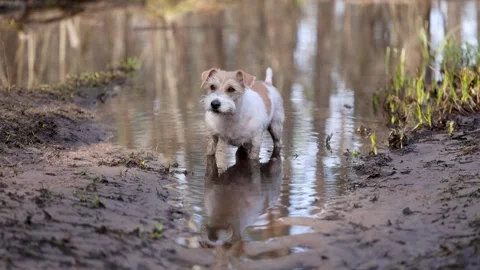 Wirehaired Jack Russell Terrier in a spring forest. The dog stands in a muddy pu 스톡 동영상 306693733