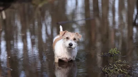 Wirehaired Jack Russell Terrier in a spring forest. The dog stands in a muddy pu Video stock 306693816