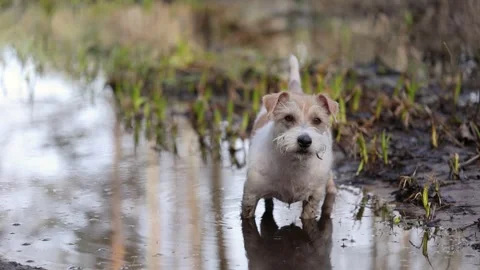 Wirehaired Jack Russell Terrier in the spring forest. Dog in a dirty puddle. Pet Stock-Footage 306693824