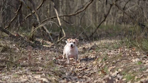 Wirehaired Jack Russell Terrier in a spring forest. Dog in a park against the ba Stock Footage 306693996