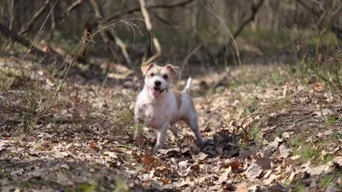 Wirehaired Jack Russell Terrier in a spring forest. Dog in a park against the ba Stock Footage 306694053