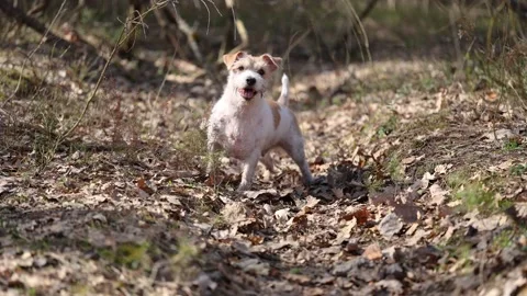 Wirehaired Jack Russell Terrier in a spring forest. Dog in a park against the ba 스톡 동영상 306694133