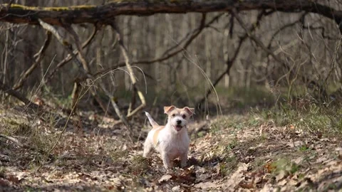 Wirehaired Jack Russell Terrier in a spring forest. Dog in a park against the ba 스톡 동영상 306694189