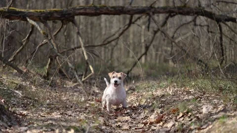 Wirehaired Jack Russell Terrier in a spring forest. Dog in a park against the ba Stock Footage 306694315