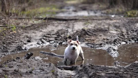 Wirehaired Jack Russell Terrier in the spring forest. Dog in a dirty puddle. Pet Stock Footage 306694362