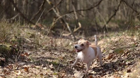 Wirehaired Jack Russell Terrier in a spring forest. Dog in a park against the ba 스톡 동영상 306694388