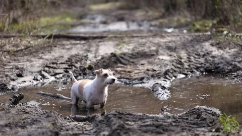 Wirehaired Jack Russell Terrier in the spring forest. Dog in a dirty puddle. Pet 動画素材 306694412