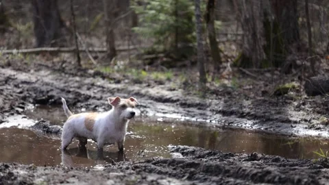 Wirehaired Jack Russell Terrier in the spring forest. Dog in a dirty puddle. Pet 스톡 동영상 306694436