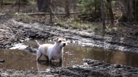 Wirehaired Jack Russell Terrier in the spring forest. Dog in a dirty puddle. Pet 動画素材 306694473