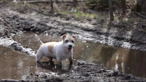 Wirehaired Jack Russell Terrier in the spring forest. Dog in a dirty puddle. Pet 스톡 동영상 306694487