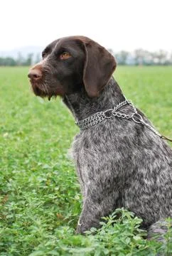 Wirehaired pointer Stock Photos
