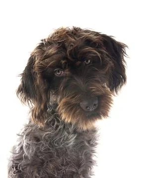 Wirehaired Pointing Griffon Stock Photos