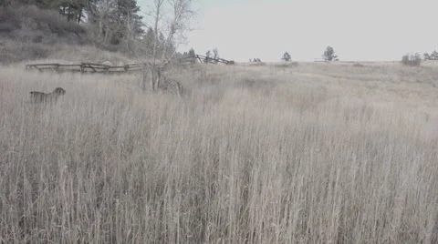 Wirehaired pointing griffon running in a field Stock Footage 45397875
