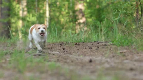 Wirehaired Terrier in the forest. Jack Russell walking. Pet running in the park. Stock Footage 312410484