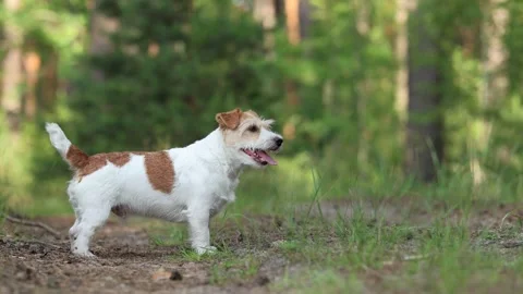Wirehaired Terrier in the forest. Jack Russell walking. Pet running in the park. Video stock 312410522