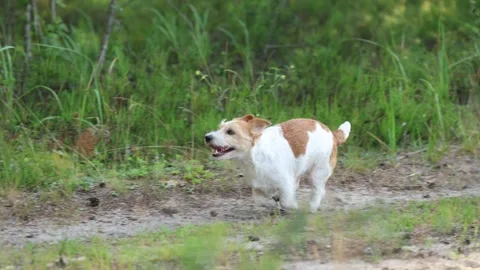 Wirehaired Terrier in the forest. Jack Russell walking. Pet running in the park. Video stock 312410538