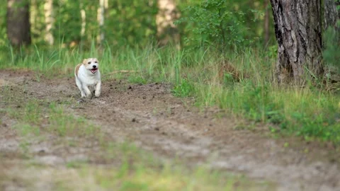 Wirehaired Terrier in the forest. Jack Russell walking. Pet running in the park. Video stock 312410556