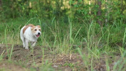 Wirehaired Terrier in the forest. Jack Russell walking. Pet running in the park. Video stock 312410577