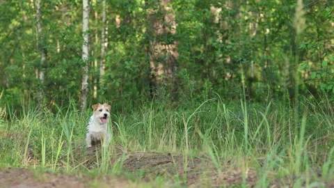 Wirehaired Terrier in the forest. Jack Russell walking. Pet running in the park. Stock Footage 312410589