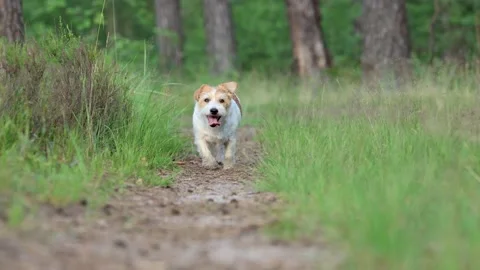 Wirehaired Terrier in the forest. Jack Russell walking. Pet running in the park. Stock Footage 312410608