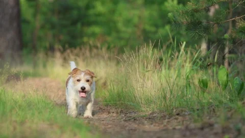 Wirehaired Terrier in the forest. Jack Russell walking. Pet running in the park. Stock Footage 312410617