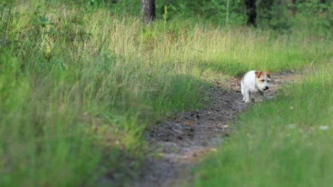 Wirehaired Terrier in the forest. Jack Russell walking. Pet running in the park. Stock Footage 312410663