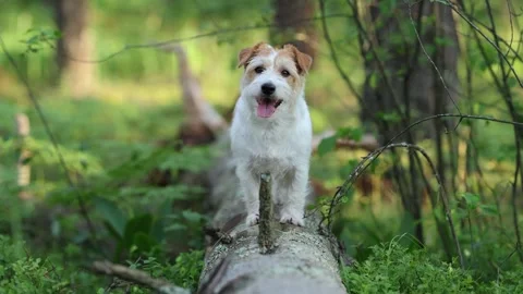 Wirehaired Terrier in the forest. Jack Russell walking. Pet running in the park. Stock Footage 312410682