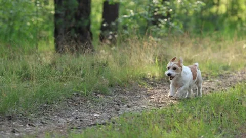 Wirehaired Terrier in the forest. Jack Russell walking. Pet running in the park. Stock Footage 312410703