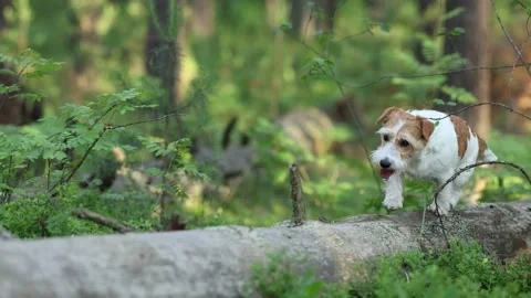 Wirehaired Terrier in the forest. Jack Russell walking. Pet running in the park. Stock Footage 312410719