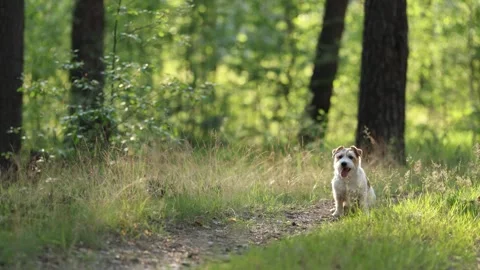 Wirehaired Terrier in the forest. Jack Russell walking. Pet running in the park. Stock Footage 312410756