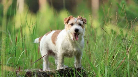 Wirehaired Terrier in the forest. Jack Russell walking. Pet running in the park. Stock Footage 312410774
