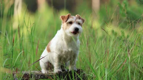 Wirehaired Terrier in the forest. Jack Russell walking. Pet running in the park. Stock Footage 312410795