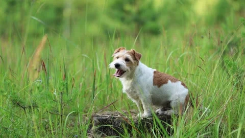 Wirehaired Terrier in the forest. Jack Russell walking. Pet running in the park. Stock Footage 312410829