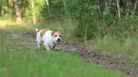 Wirehaired Terrier in the forest. Jack Russell walking. Pet running in the park. Stock Footage 312410845