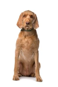 Wirehaired Vizsla Foto stock