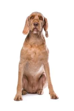 Wirehaired Vizsla Stock Photos