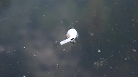 A wireless earbud floats on the surface of murky water, surrounded by debris. Th Stock Footage 306007905