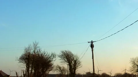 Wires and trees Stock Footage 331316352