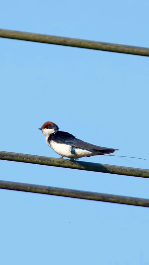 Wiretailed swallow perched on a power line against a clear blue sky Stockbeeldmateriaal 336033605