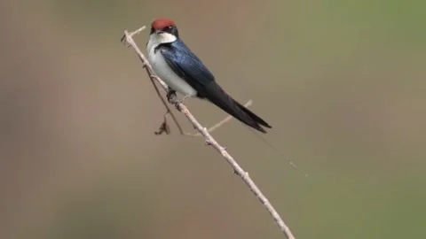 Wiretailed swallow perched on a thin branch in its natural habitat Видео 334824263