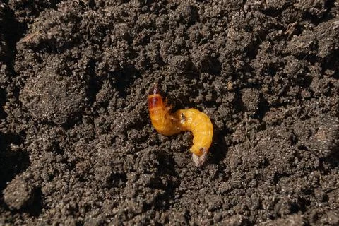Wireworm on a garden plot. Stock Photos