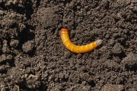 Wireworm on a garden plot. Stock Photos