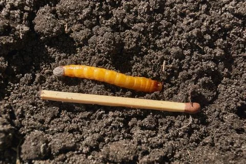 Wireworm on a garden plot. Stock Photos