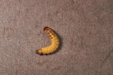 Wireworm on a garden plot. Stock Photos